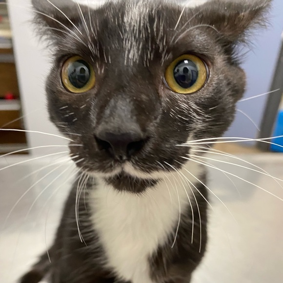 Meet your Posher, Shart - Picture 1 of 1